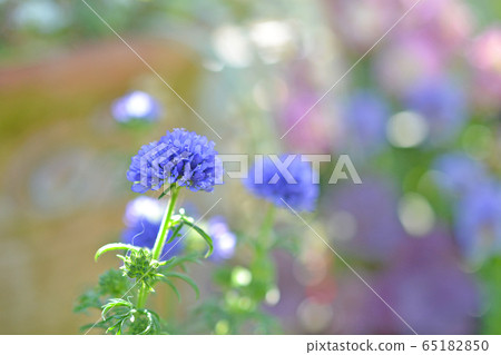 Gilia Reptansa藍色 Gilia Reptansa藍色 65182850