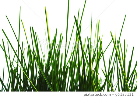 Green grass Green grass 65183131