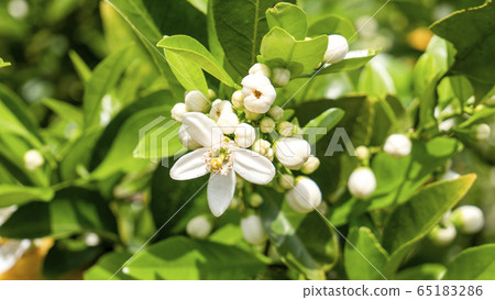 夏季橘花1 照片素材 圖片 圖庫