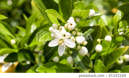 Summer tangerine flower 2 Summer tangerine flower 2 65183288