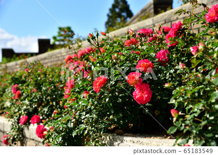 Aramaki Rose Park, Itami City Red Spring Rose Aramaki Rose Park, Itami City Red Spring Rose 65183549