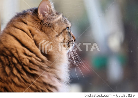 Cat sitting by the window Cat sitting by the window 65183829