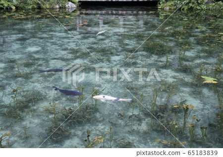 Pond of monet 65183839
