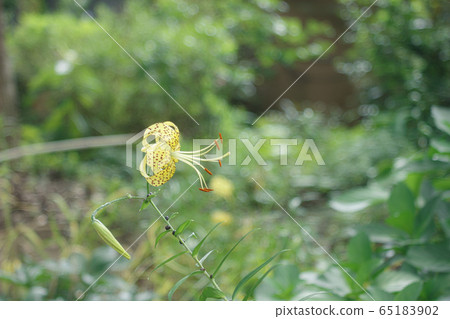 彎曲的金虎百合 65183902