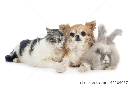 rabit, cat and chihuahua rabit, cat and chihuahua 65184087