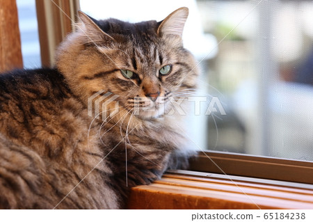Cat sitting by the window Cat sitting by the window 65184238