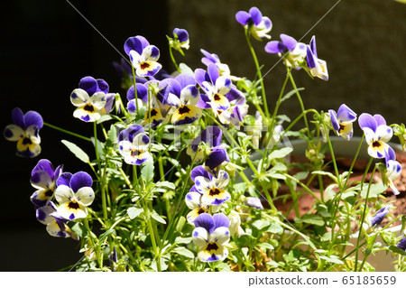 Small flower viola 65185659