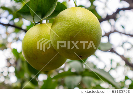 Close-Up Of Two Organic Fresh Oranges hanging in Tree Close-Up Of Two Organic Fresh Oranges hanging in Tree 65185798