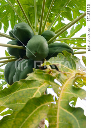 Fresh Green Papayas Growing On Tree At Plantation Fresh Green Papayas Growing On Tree At Plantation 65185816