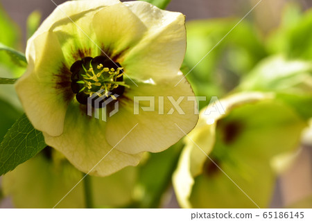 Up of Christmas rose 65186145