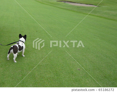 French bulldog playing on the lawn 65186272