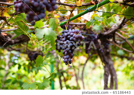 Many Organic Bunches of Grapes for Wine Production Growing At Vineyard Many Organic Bunches of Grapes for Wine Production Growing At Vineyard 65186443