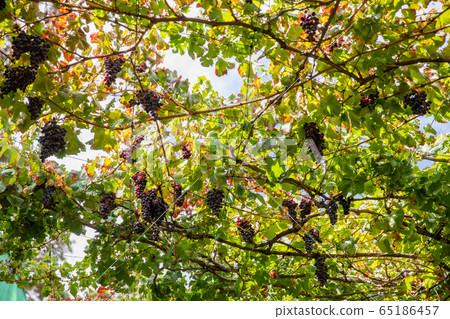 Bunches of grapes for Wine Production Growing At Vineyard Against Sky Bunches of grapes for Wine Production Growing At Vineyard Against Sky 65186457