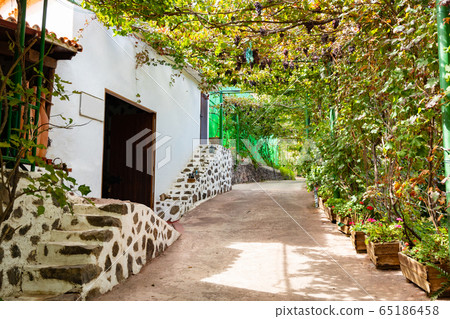 Grapes for Wine Production Growing At Organic Vineyard 65186458