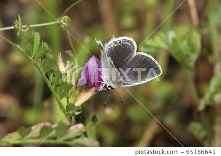 Swallowfish 65186641