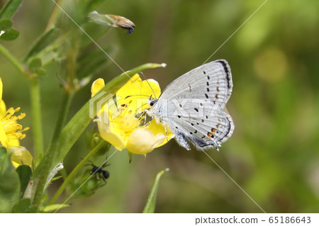 短尾藍色 65186643