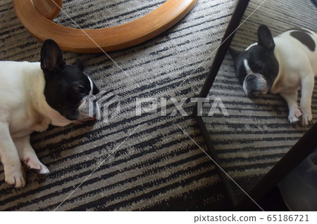 法國鬥牛犬在鏡子前 法國鬥牛犬在鏡子前 65186721