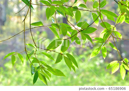 Fresh green forest 65186906