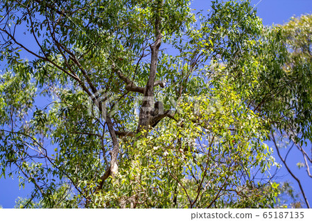 A Tawny Frogmouth Owl Camouflaged Amongst The 65187135