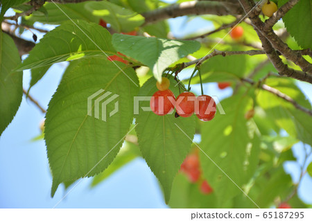 Cherry Cherry 65187295