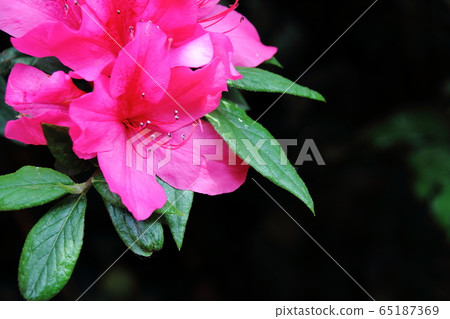 Azalea background material Azalea background material 65187369