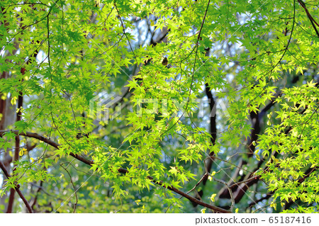 Fresh green forest 65187416