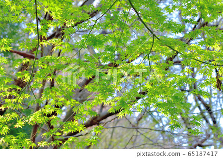 Fresh green forest 65187417