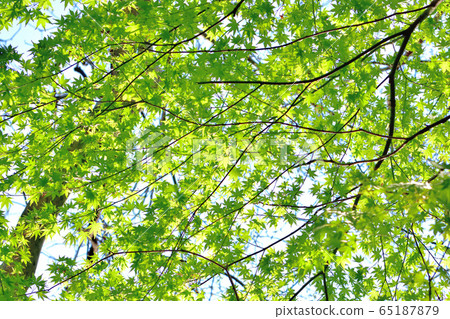Fresh green forest 65187879