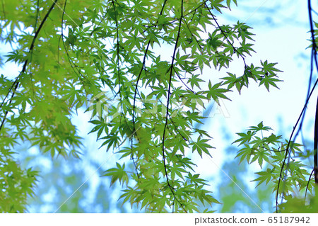 Fresh green forest Fresh green forest 65187942