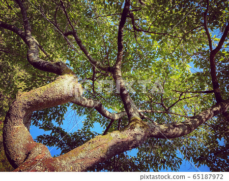 Powerful and fresh green. Powerful and fresh green. 65187972