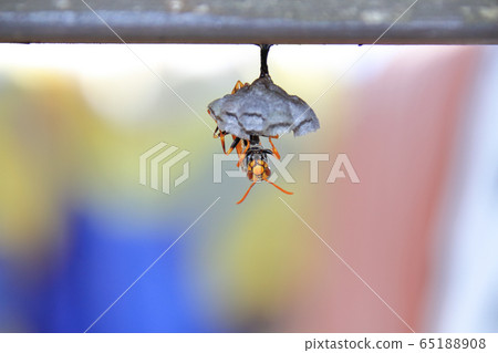 The nesting of the bee wasp The nesting of the bee wasp 65188908
