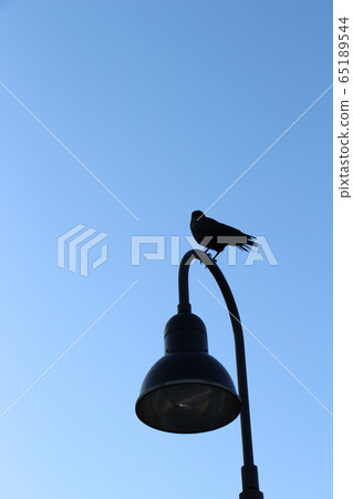 Crow staying on street lamp 65189544
