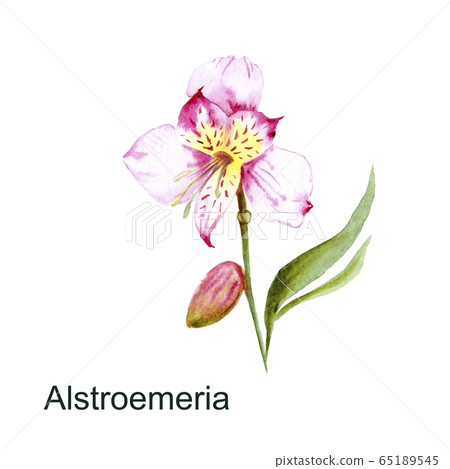 watercolor drawing of alstroemeria flower, for decoration of cards, invitation Sketch watercolor drawing of alstroemeria flower, for decoration of cards, invitation Sketch 65189545