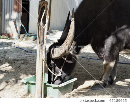 Buffalo of Taketomijima 65189635