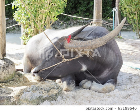 Buffalo of Taketomijima 65189640