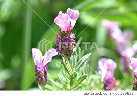  法國薰衣草 65189658