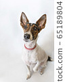 Parson russell terrier dog with erect ears. 65189804