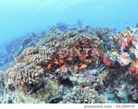 斐濟之海 65190470