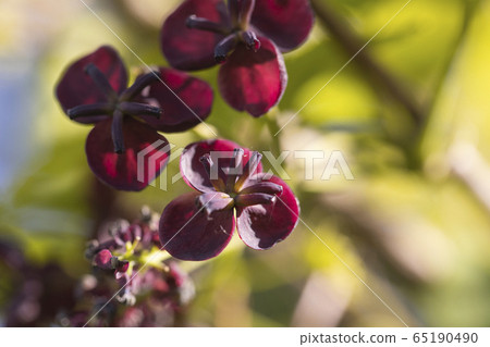 Mitsuba Abe Flower Flower Mitsuba Abe Flower Flower 65190490