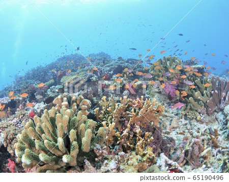 The sea of Fiji 65190496