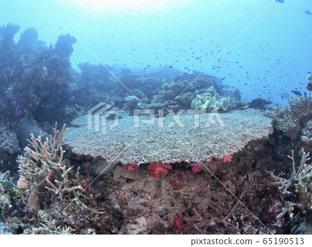 The sea of Fiji 65190513