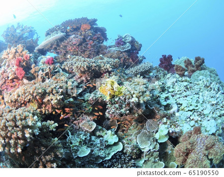 The sea of Fiji 65190550