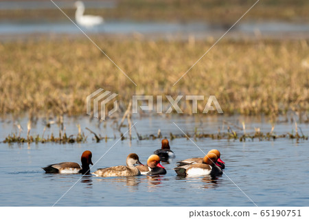 Red crested pochard family or flock floating in blue water of keoladeo. wildlife scenery frame at keoladeo national park or bird sanctuary, bharatpur, rajasthan, india - Netta rufina 65190751