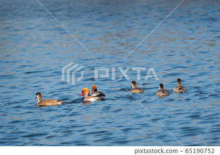 Red crested pochard family or flock floating in blue water of keoladeo. wildlife scenery frame at keoladeo national park or bird sanctuary, bharatpur, rajasthan, india - Netta rufina Red crested pochard family or flock floating in blue water of keoladeo. wildlife scenery frame at keoladeo national park or bird sanctuary, bharatpur, rajasthan, india - Netta rufina 65190752