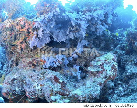 The sea of Fiji The sea of Fiji 65191086