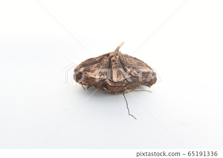 墨西哥龜龍（Dioscorea macrostachya）的側視圖 65191336