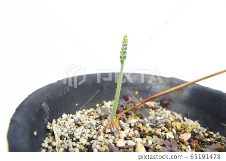 蘇鐵setutetsu芽發芽 65191478