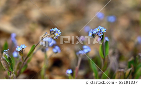 Beautiful blue small flowers - forget-me-not flower. Spring colorful nature background. (Myosotis sylvatica) 65191837