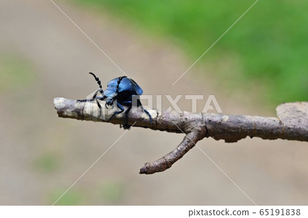 Beautiful macro shot of a poisonous beetle Majka violet - Czech Republic - Europe. (Meloe violaceus) 65191838