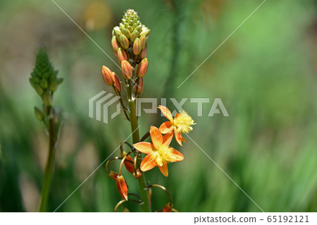 花蘆薈（Burbrine） 65192121